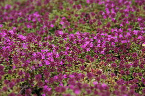 Thym serpolet 'Creeping Red'