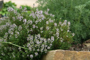 Thym commun 'Compactus'