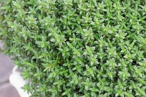 Thym de cuisine 'Fredo'