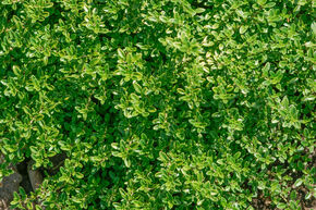 Thym citronn� 'Summerdreams Lemon Green'