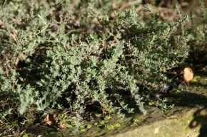 Thym 'Duftkissen'