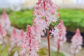 Tiarella laciniata 'Angel Wings' (S)
