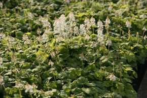 Tiarella cordifolia 'Moorgr�n'