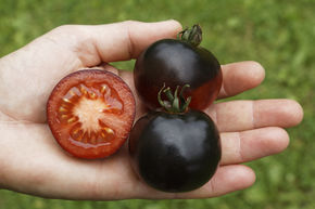 Tomate 'Indigo Rose'