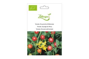 Tomate, Sauvage du P&eacute;rou