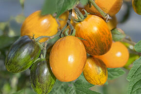 Tomate de plein champ OpenSky� 'Amberone'