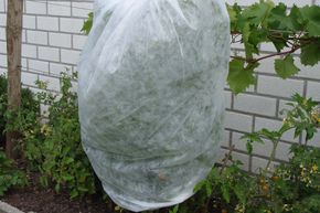 Housse de protection pour plantes et tomates