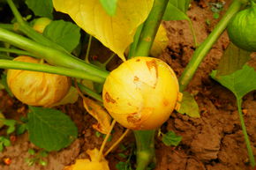 Tomatillo 'Aurora' (semences) BIO