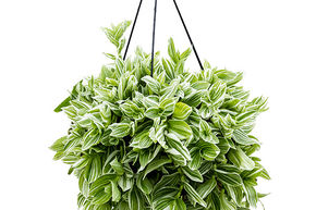 Mis�re 'Albovittata'