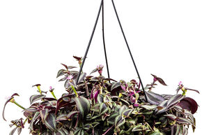 Mis�re 'Purpurea'