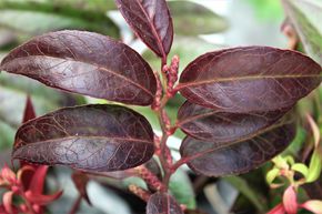 Leucothoe 'Royal Ruby'
