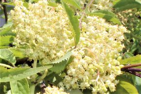 Sureau de montagne 'Golden Lace�'