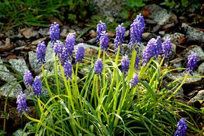 M�lange de bulbes � fleurs 'Blumenzwiebeln unter B�umen' (Bulbes sous les arbres)