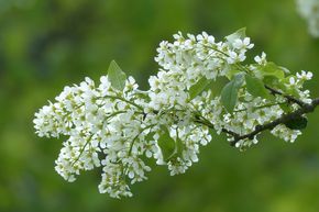 Cerisier � grappes