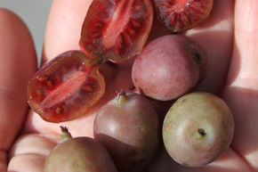 Kiwa� 'Kens Red'
