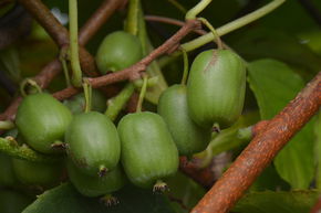 Kiwa� 'Vitikiwi'�