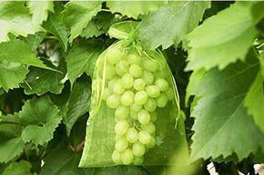 Filet � grappes / housses - vert avec cordelette