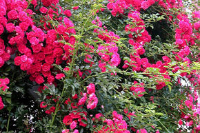Rosier tige 'Excelsa'