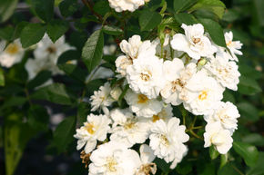 Rosier tige 'Guirlande d'Amour�'