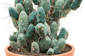 Cactus p�nis