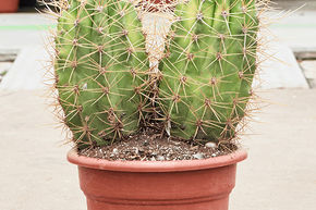 Senielo, Achuma, Puqui 'variegata'