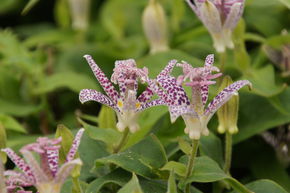 Lis Orchid�e, lis des crapauds