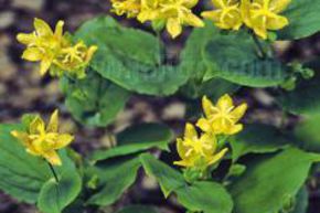 Tricyrtis � larges feuilles, Lys orchid�e