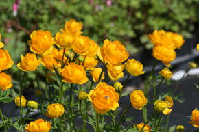 Troll de jardin 'Golden Queen'