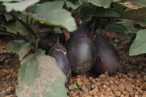 Aubergine Rezeina (pr�cocit� tch�que) BIO