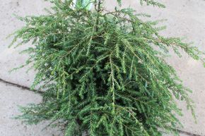 Pruche du Canada / sapin
