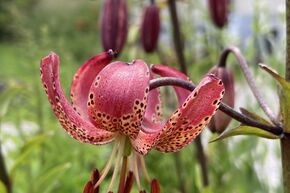 M�lange de lys 'Bezaubernde T�rkenbundlilien' (Lys martagon charmants)