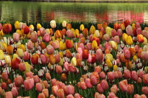 Tulipes � floraison tardive - m�lange