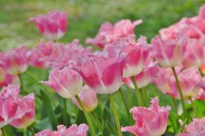 Tulipe � franges 'Fancy Frills'
