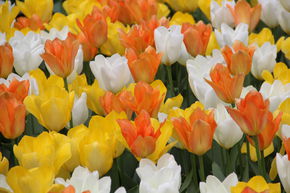 Tulipes Fosteriana - m�lange