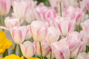 Tulipe Triumph 'Graceland'