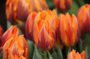 Tulipe simple pr�coce 'Prinses Irene'