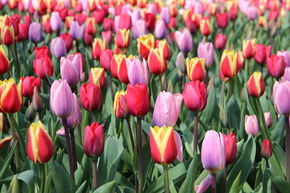 Tulipes triomphales - m�lange