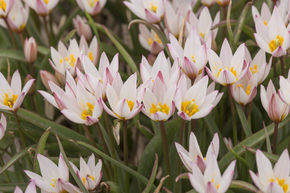 Tulipe sauvage 'Hilde'