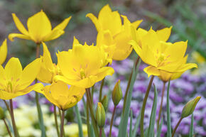 Tulipe sauvage 