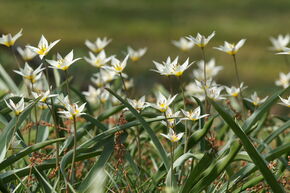 Tulipe sauvage Tulipe de Turkestan