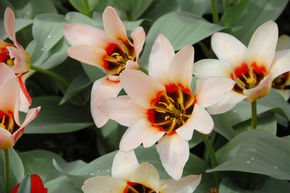 Tulipe Fosteriana 'Zombie'