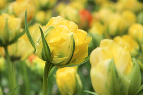 Tulipe � fleurs doubles 'Akebono'