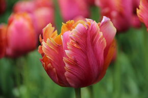 Tulipe perroquet 'Amazing Parrot�'