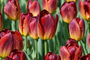 Tulipe 'Amberglow'