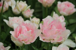Tulipe � fleurs doubles 'Ang�lique'