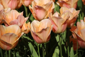 Tulipe simple pr�coce 'Apricot Beauty'