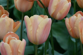 Tulipe Triumph 'Apricot Foxx'
