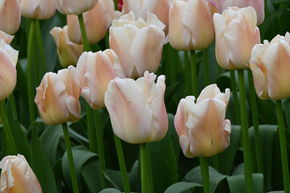 Tulipe Darwin 'Apricot Pride'