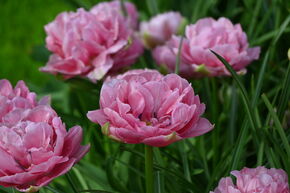 Tulipe double 'Aveyron'