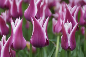 Tulipe � fleurs de lis 'Ballade'